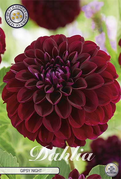 Dahlia Pompon Gipsy Night 1-pack NYHET