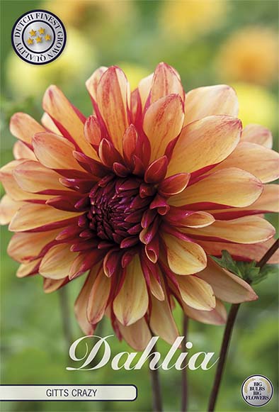 Dahlia Gitts Crazy Dekorativ 1-pack NYHET