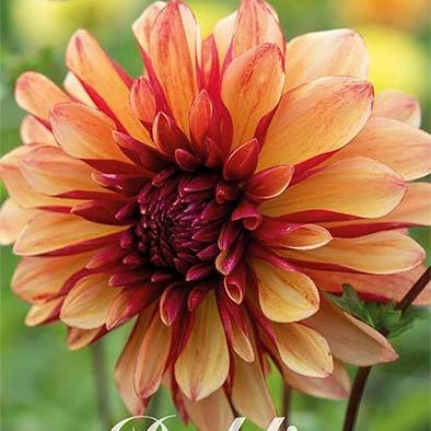 Dahlia Gitts Crazy Dekorativ 1-pack UUTUUS