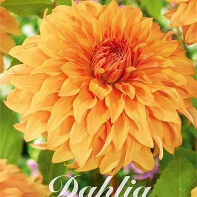 Dahlia Hercules Koristeellinen 1-pakkaus UUTUUS