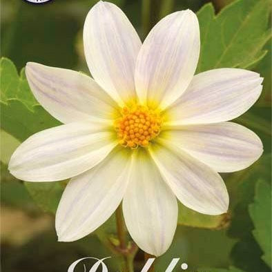 Dahlia Special Imperialis White 1-pack UUTUUS