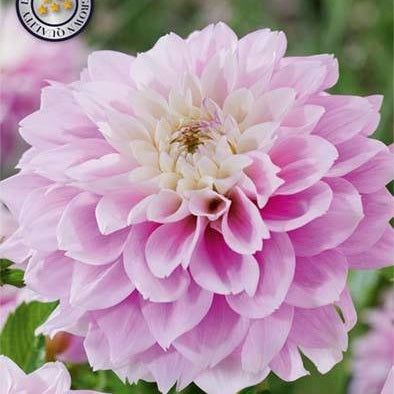 Dahlia Izzy Dekoratiivinen 1-pakkaus UUTUUS
