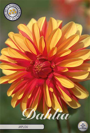 Dahlia Japlou Dekorativ 1-pack NYHET