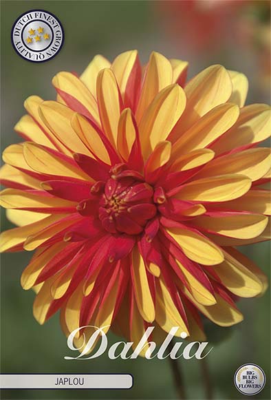 Dahlia Japlou Dekorativ 1-pack NYHET