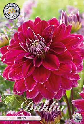 Dahlia Maldini Dekorativ 1-pack NYHET