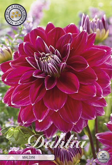 Dahlia Maldini Dekorativ 1-pack NYHET