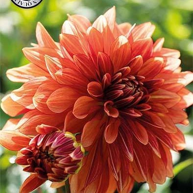 Dahlia Miss Brandy Koristeellinen 1-pakkaus UUTUUS