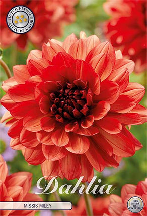 Dahlia Missis Miley Dekorativ 1-pack NYHET