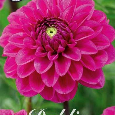 Dahlia Pallo Vaaleanpunainen Sylvia 1-paketti UUTUUS