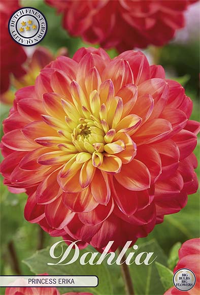 Dahlia Princess Erika Dekorativ 1-pack NYHET