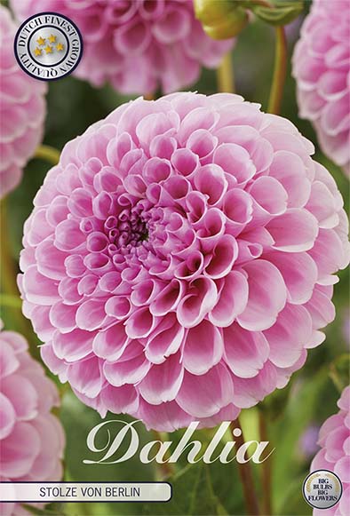 Dahlia Pompon Stolze von Berlin 1-pack NYHET