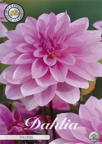 Dahlia Tolledo Dekorativ 1-pack NYHET