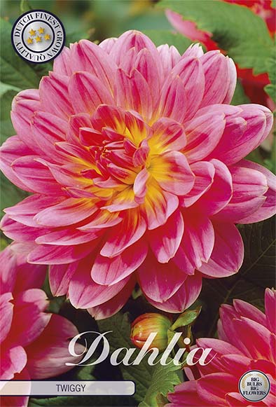 Dahlia Twiggy Dekorativ 1-pack NYHET