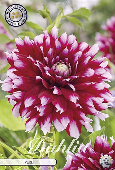 Dahlia Boll Verdi 1-pack NYHET