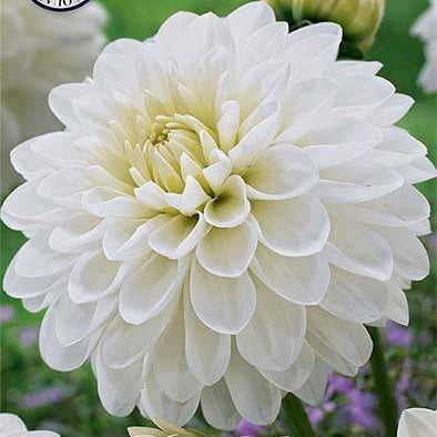 Dahlia White Phayenne Koristeellinen 1-pakkaus UUTUUS