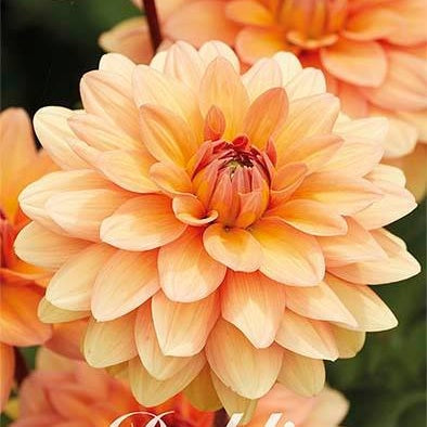 Dahlia Yelno Harmony Dekorativ 1-pack UUTUUS