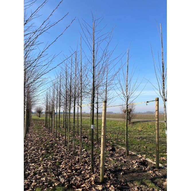 Lehtilehtinen pähkinäpensas - Alnus glutinosa &