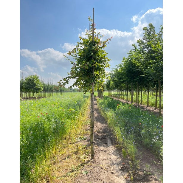 Papukaijapensas - Parrotia persica &
