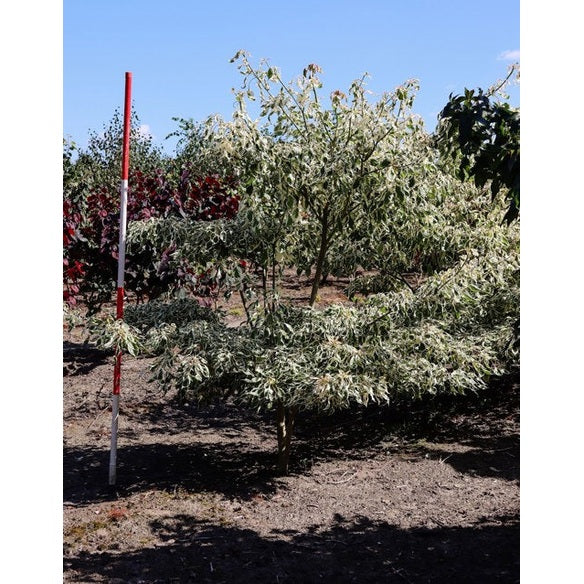Pagodinkoralli - Cornus controversa &