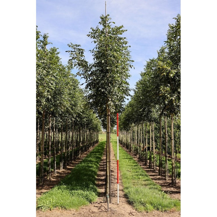 Kysy - Fraxinus excelsior &