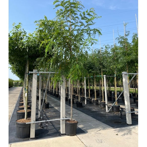 Margarettarobinia - Robinia margaretta CASQUE ROUGE 12-14 HS, CONT