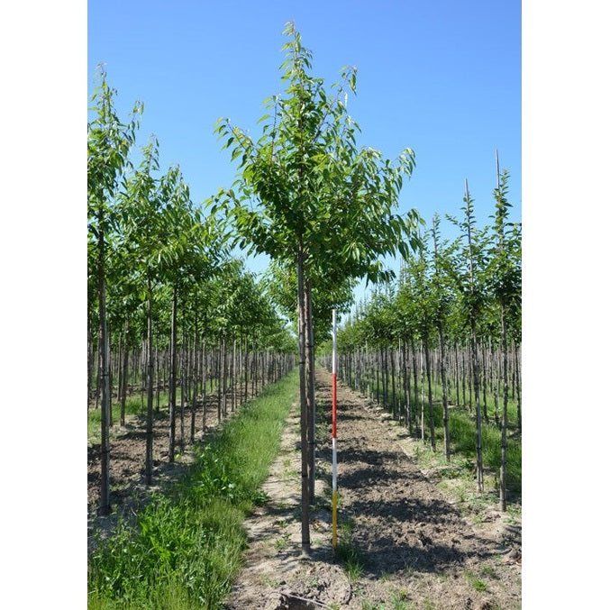 Makeamarja - Prunus avium - Rungon ympärysmitta 14-16 cm, korkeus 3,5-4 metriä, HS,
