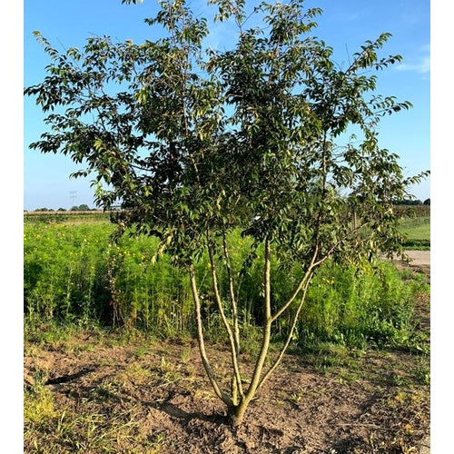 Talvikirsikka - Prunus subhirtella &