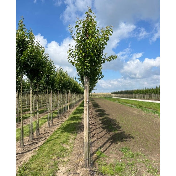 Pieni kiinalainen päärynä - Pyrus calleryana &