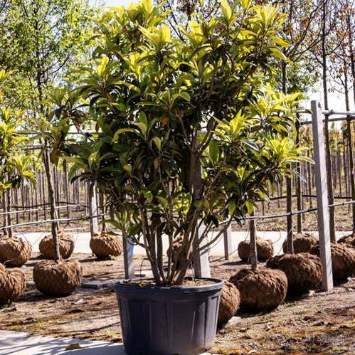 Japani mispel - Eriobotrya japonica 200-250 MS CONT