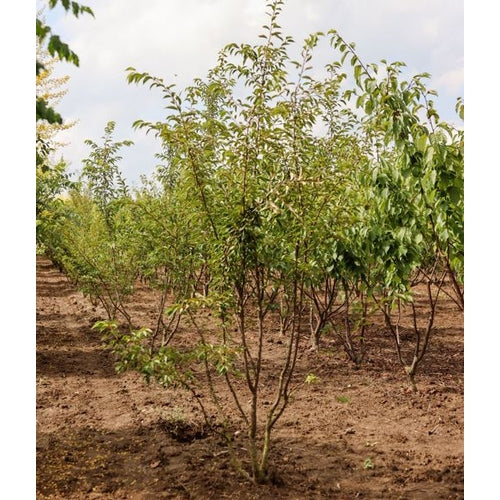 Talvikirsikka - Prunus subhirtella &