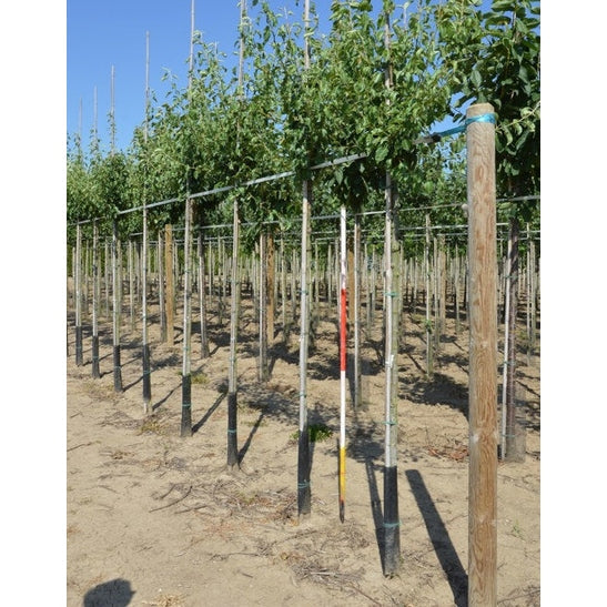 Päärynä - Pyrus communis &