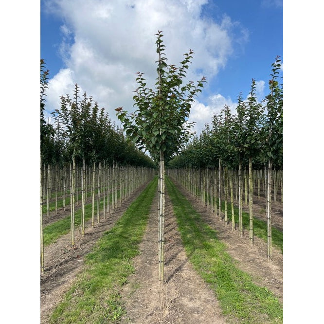 Bergikirsikka - Prunus sargentii &