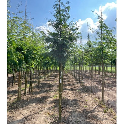 Korstörne - Gleditsia triacanthos &