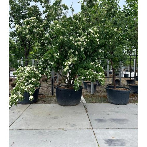 Kukkakornelli - Cornus kousa chinensis 350-400 MS CONT