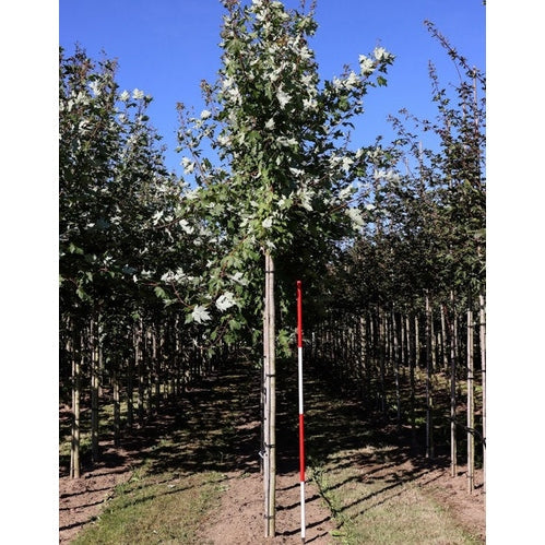 Freemanlönn - Acer freemanii AUTUMN BLAZE - Rungon ympärysmitta 14-16 cm, korkeus 3,5-4 metriä, HS,