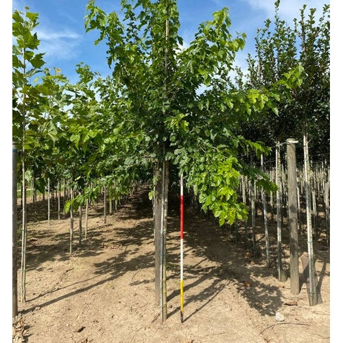 Valkoinen mulperi - Morus alba - Rungon ympärysmitta 16-18 cm, korkeus 3,5-4 metriä, HS,