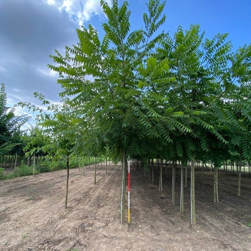 Musta pähkinä - Juglans nigra - Rungon ympärysmitta 18-20 cm, korkeus 4 +/- metriä, HS,