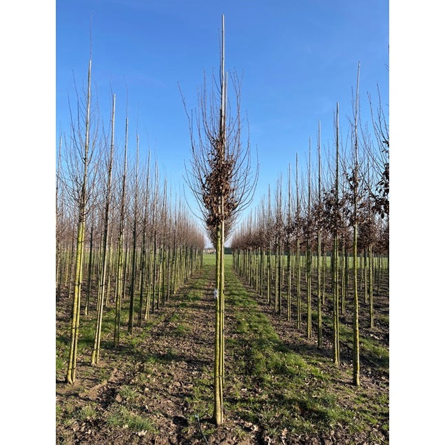 Pelarvenkirja - Carpinus betulus &