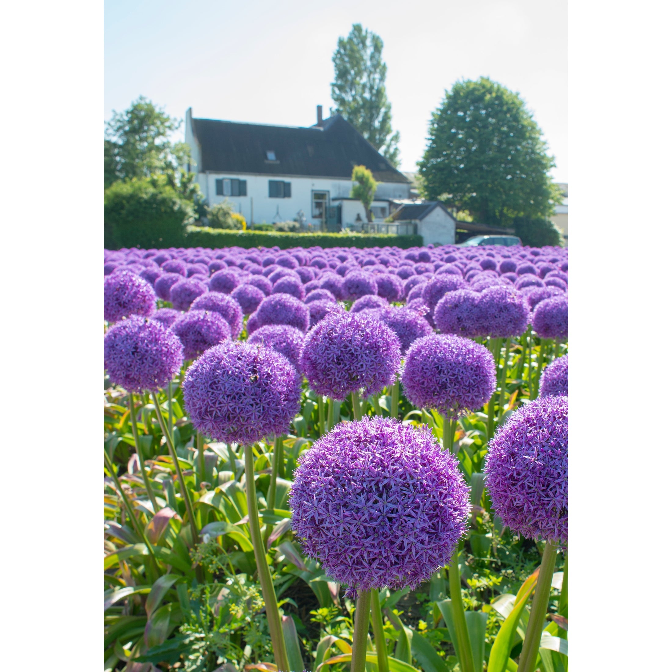 Allium Globemaster x2 ( Suuret sipulit - Suuret kukat )