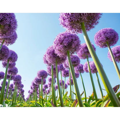Allium Globemaster x2 ( Suuret sipulit - Suuret kukat )