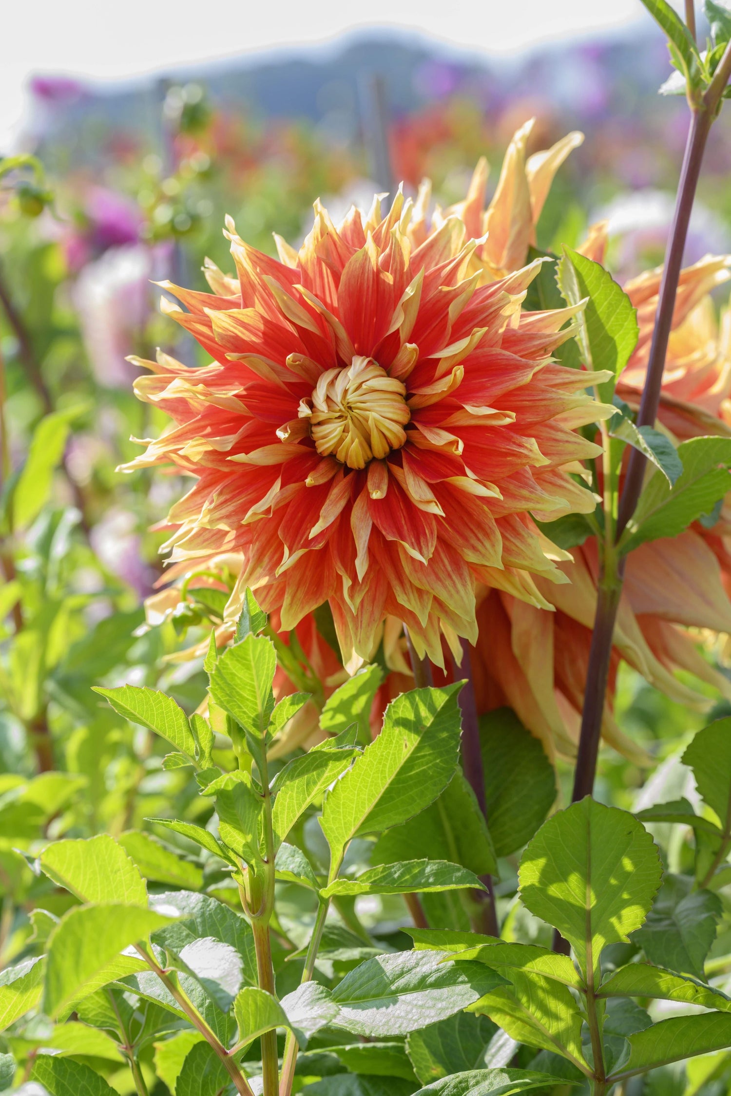 Dahlia Autumn Sunburst l Koristeellinen 1-pakkaus UUTUUS