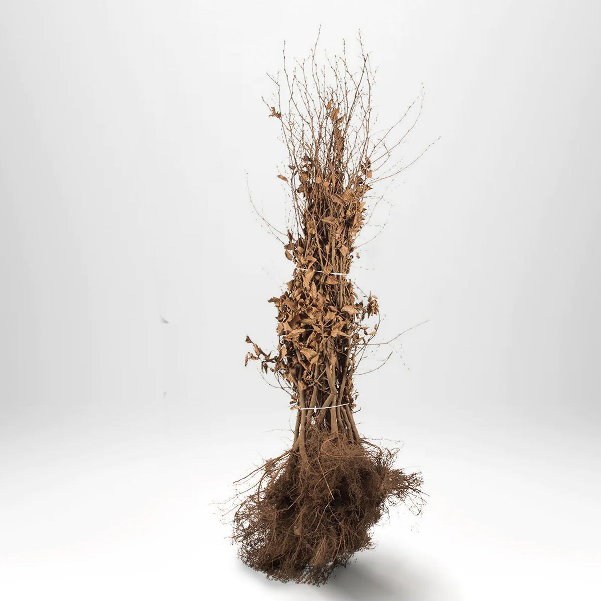 Bok, 100-120 cm - BR » 25 Pakkaus