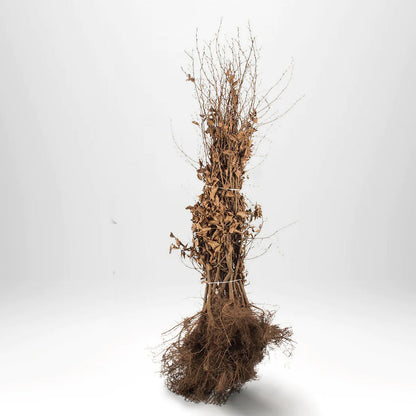 Bok, 100-120 cm - BR » 25 Pakkaus