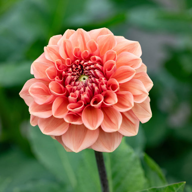 Dahlia Border Bluesette 1 kpl