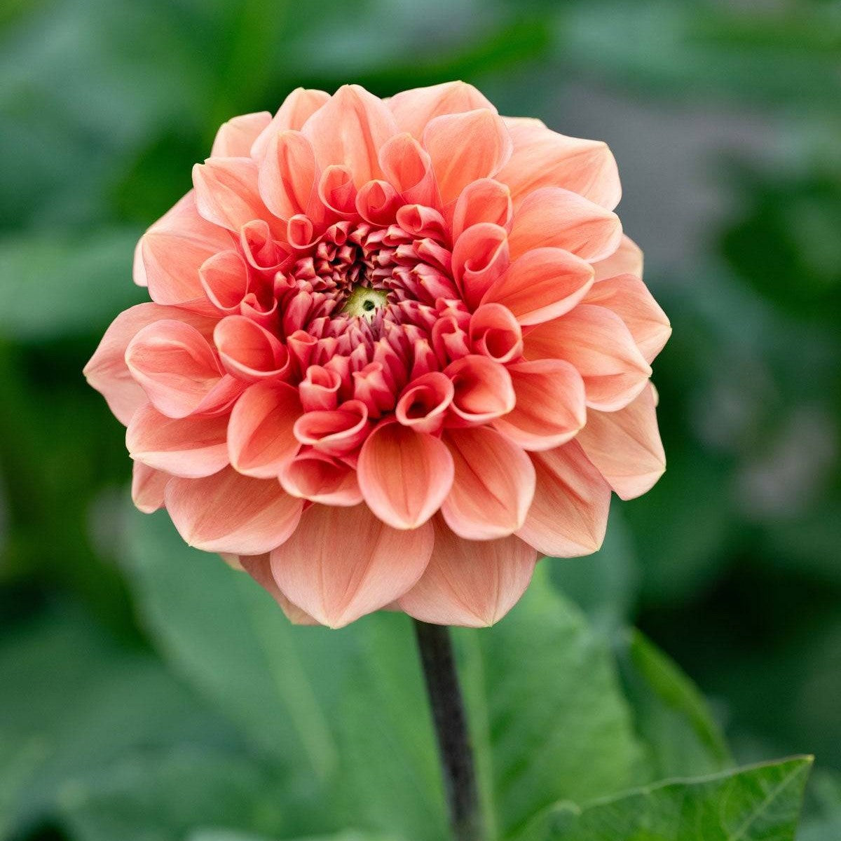 Dahlia Romance Koristeellinen 1-pakkaus