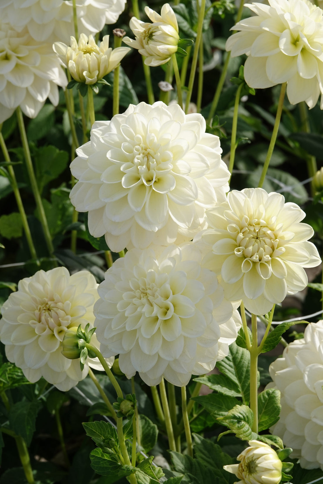 Dahlia Karamelli Antiikki Dekoratiivinen 1-pakkaus UUTUUS