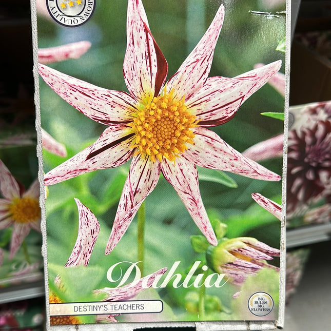 Dahlia Special Destiny's Teachers NYHET