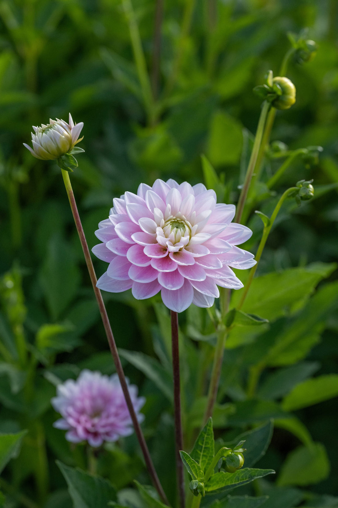 Dahlia Pink Delight Koristeellinen 1-pakkaus UUTUUS