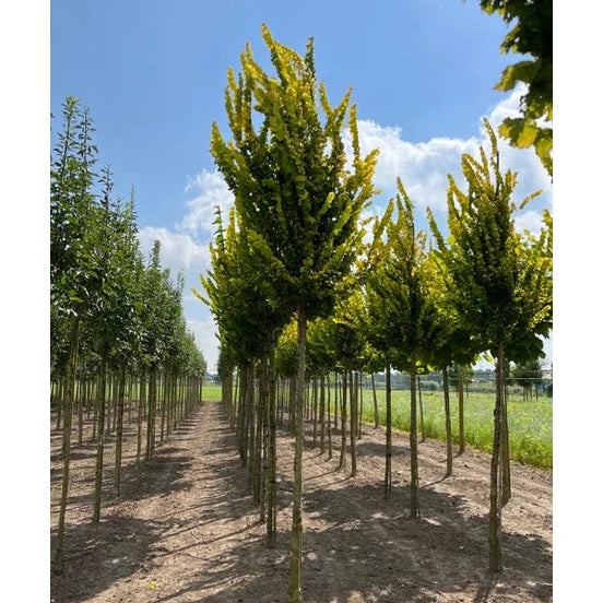 Guldalm - Ulmus hollandica &