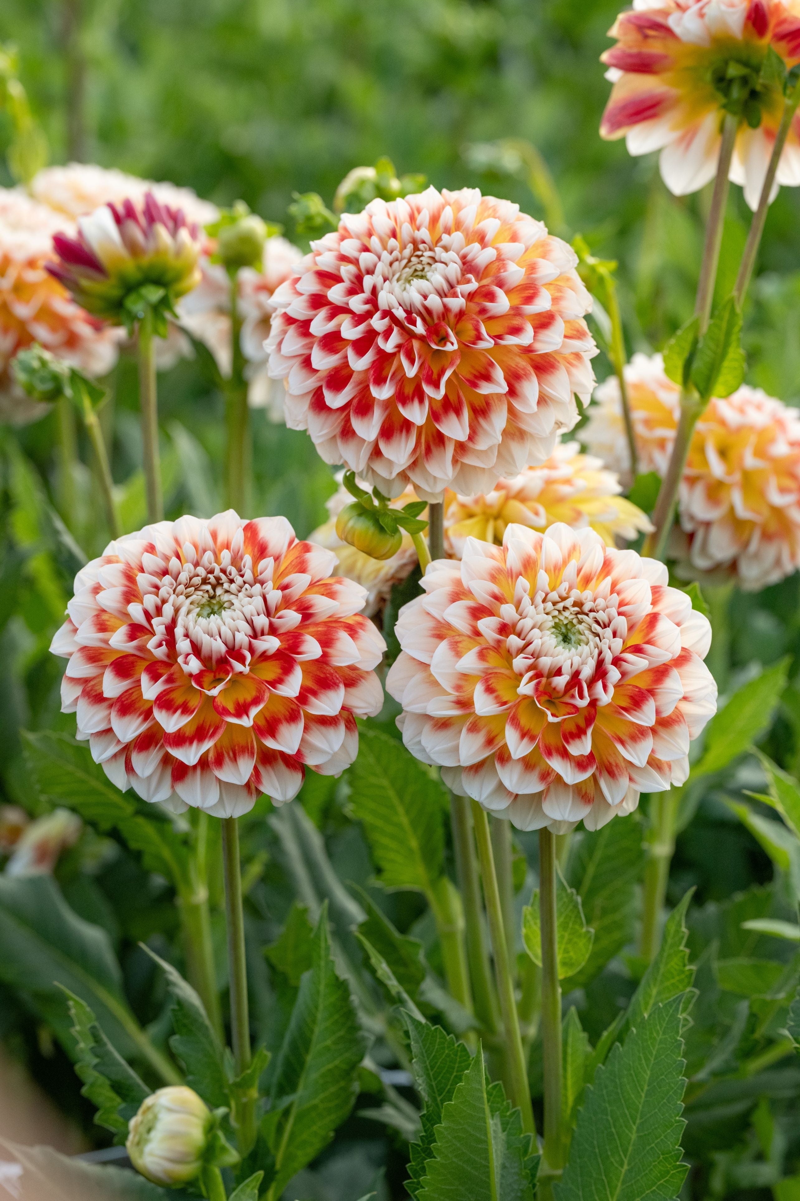 Dahlia Jowey Fantasy Ball 1-pack UUTUUS